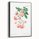Neoclassical Art Prints: Rambler Rose (Rosa Multiflora) by Redouté