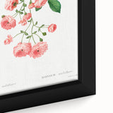 Neoclassical Art Prints: Rambler Rose (Rosa Multiflora) by Redouté