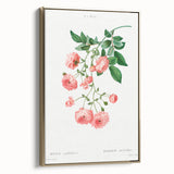 Neoclassical Art Prints: Rambler Rose (Rosa Multiflora) by Redouté