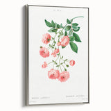 Neoclassical Art Prints: Rambler Rose (Rosa Multiflora) by Redouté