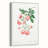 Neoclassical Art Prints: Rambler Rose (Rosa Multiflora) by Redouté