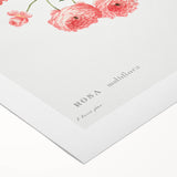 Neoclassical Art Prints: Rambler Rose (Rosa Multiflora) by Redouté