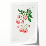 Neoclassical Art Prints: Rambler Rose (Rosa Multiflora) by Redouté