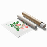 Neoclassical Art Prints: Rambler Rose (Rosa Multiflora) by Redouté