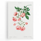 Neoclassical Art Prints: Rambler Rose (Rosa Multiflora) by Redouté