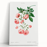 Neoclassical Art Prints: Rambler Rose (Rosa Multiflora) by Redouté