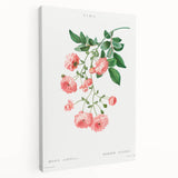Neoclassical Art Prints: Rambler Rose (Rosa Multiflora) by Redouté