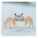 Black and white close-up photo of a zebra on stretched canvas, ideal for kitchen wall art.