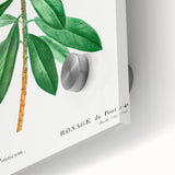 Neoclassical Art Prints: Rhododendron Ponticum by Pierre-Joseph Redouté