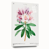 Neoclassical Art Prints: Rhododendron Ponticum by Pierre-Joseph Redouté