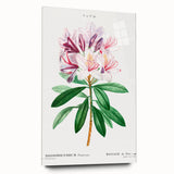 Neoclassical Art Prints: Rhododendron Ponticum by Pierre-Joseph Redouté