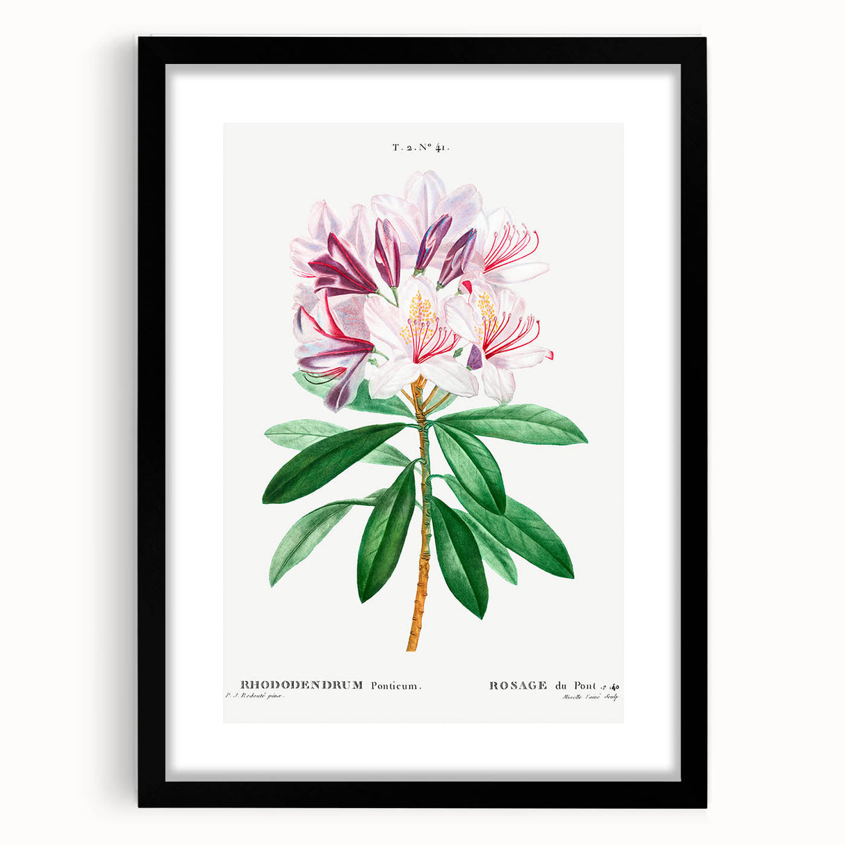 Neoclassical Art Prints: Rhododendron Ponticum by Pierre-Joseph Redouté