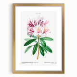 Neoclassical Art Prints: Rhododendron Ponticum by Pierre-Joseph Redouté
