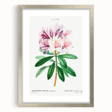 Neoclassical Art Prints: Rhododendron Ponticum by Pierre-Joseph Redouté