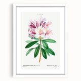Neoclassical Art Prints: Rhododendron Ponticum by Pierre-Joseph Redouté