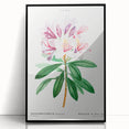 Neoclassical Art Prints: Rhododendron Ponticum by Pierre-Joseph Redouté