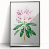 Neoclassical Art Prints: Rhododendron Ponticum by Pierre-Joseph Redouté