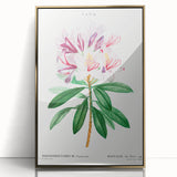 Neoclassical Art Prints: Rhododendron Ponticum by Pierre-Joseph Redouté
