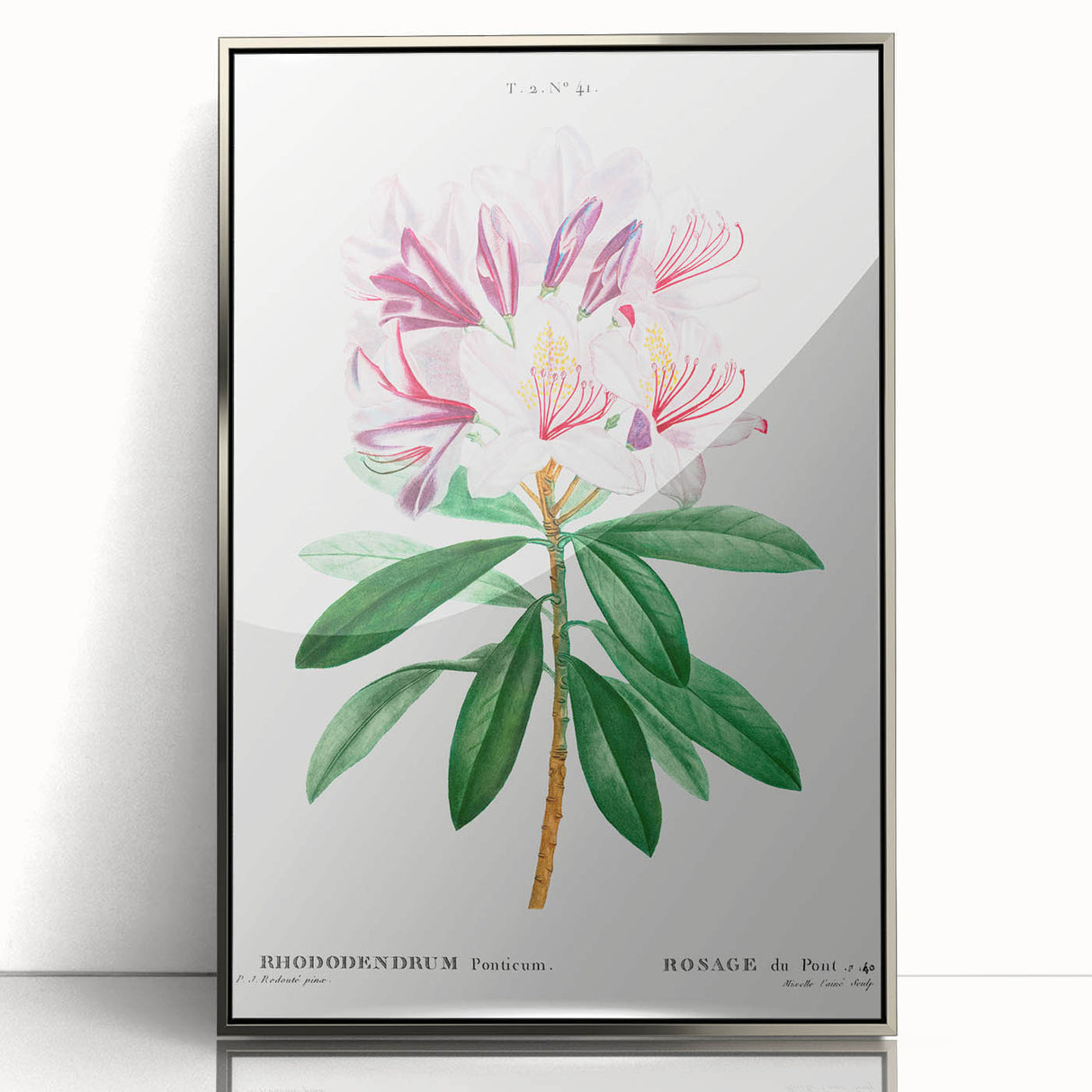 Neoclassical Art Prints: Rhododendron Ponticum by Pierre-Joseph Redouté