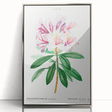 Neoclassical Art Prints: Rhododendron Ponticum by Pierre-Joseph Redouté
