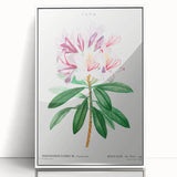 Neoclassical Art Prints: Rhododendron Ponticum by Pierre-Joseph Redouté