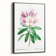 Neoclassical Art Prints: Rhododendron Ponticum by Pierre-Joseph Redouté
