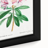 Neoclassical Art Prints: Rhododendron Ponticum by Pierre-Joseph Redouté