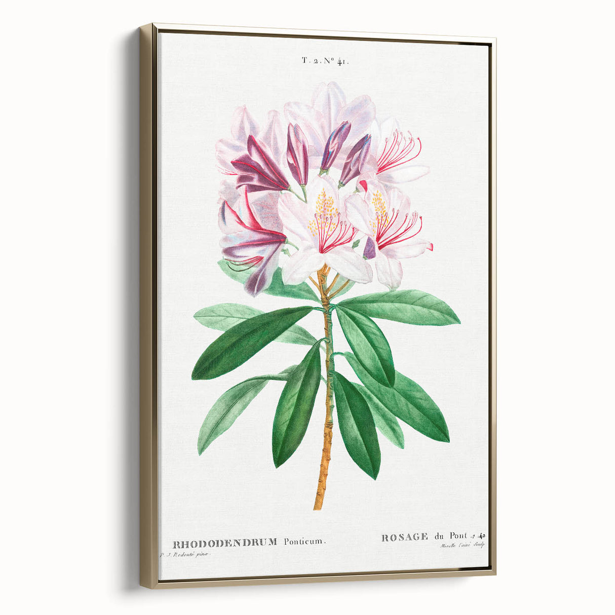 Neoclassical Art Prints: Rhododendron Ponticum by Pierre-Joseph Redouté
