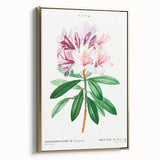 Neoclassical Art Prints: Rhododendron Ponticum by Pierre-Joseph Redouté