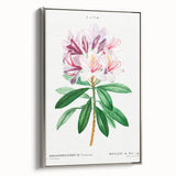 Neoclassical Art Prints: Rhododendron Ponticum by Pierre-Joseph Redouté