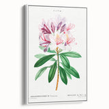 Neoclassical Art Prints: Rhododendron Ponticum by Pierre-Joseph Redouté