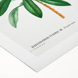 Neoclassical Art Prints: Rhododendron Ponticum by Pierre-Joseph Redouté