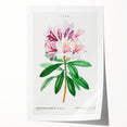 Neoclassical Art Prints: Rhododendron Ponticum by Pierre-Joseph Redouté