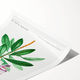 Neoclassical Art Prints: Rhododendron Ponticum by Pierre-Joseph Redouté