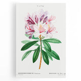 Neoclassical Art Prints: Rhododendron Ponticum by Pierre-Joseph Redouté