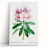 Neoclassical Art Prints: Rhododendron Ponticum by Pierre-Joseph Redouté