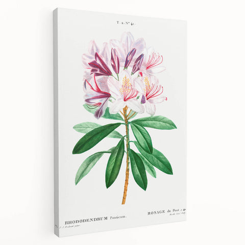 Neoclassical Art Prints: Rhododendron Ponticum by Pierre-Joseph Redouté
