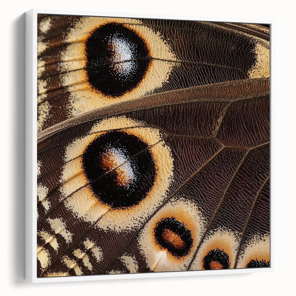Vintage poster art featuring a close-up of a colorful butterfly on a black background, framed canvas.