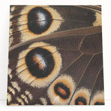 Black and white close-up photo of a zebra on stretched canvas, suitable as large kitchen wall art or for bedroom ambiance.