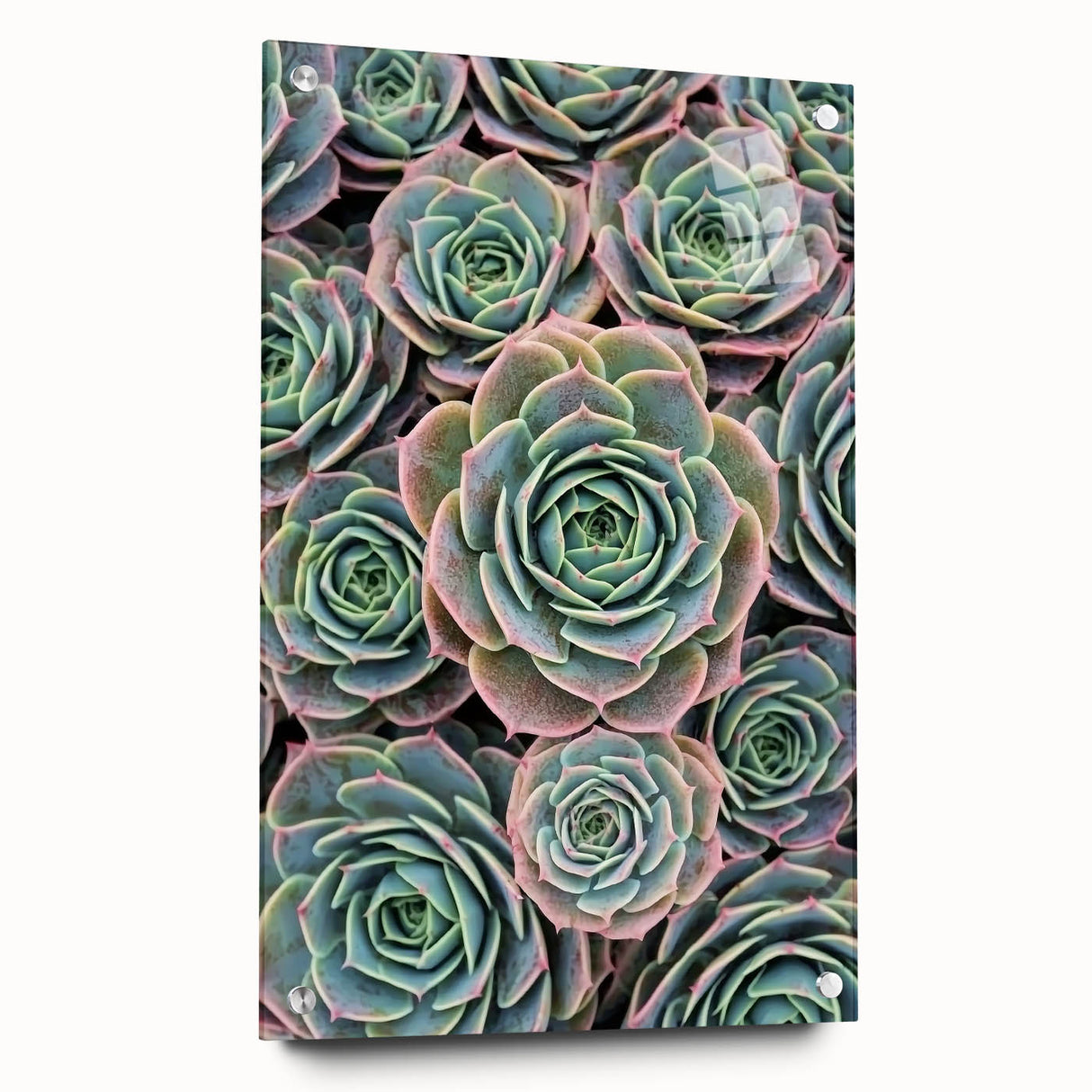 Close-up floral acrylic print in vibrant colors, ideal for bedroom or dining room decor.