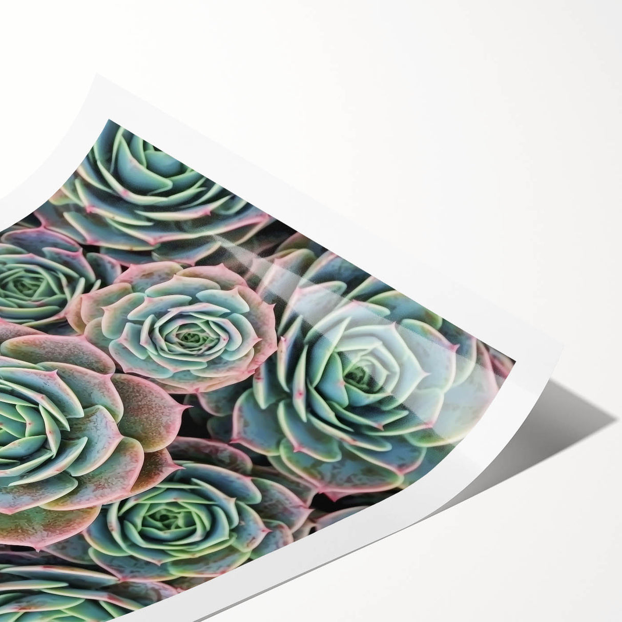 Extra large wall art featuring line art flowers in black on white, rolled print format, ideal for large living room decor.