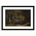 Realism Wildlife Art Print | Zebra in Forest by George Stubbs | Fine Decor