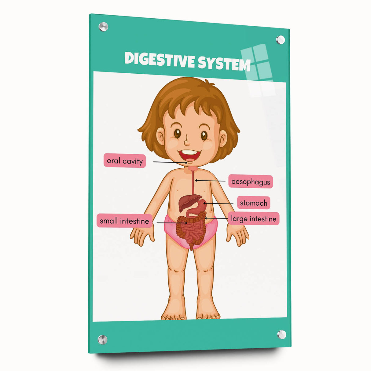 STEM Learning Wall Art - Digestive System Educational Chart