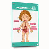 STEM Learning Wall Art - Digestive System Educational Chart