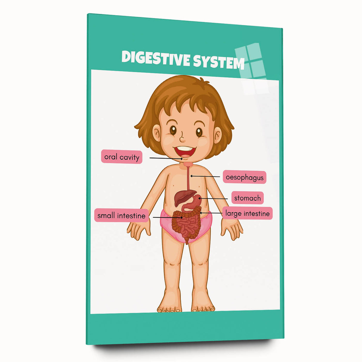 STEM Learning Wall Art - Digestive System Educational Chart