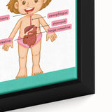 STEM Learning Wall Art - Digestive System Educational Chart