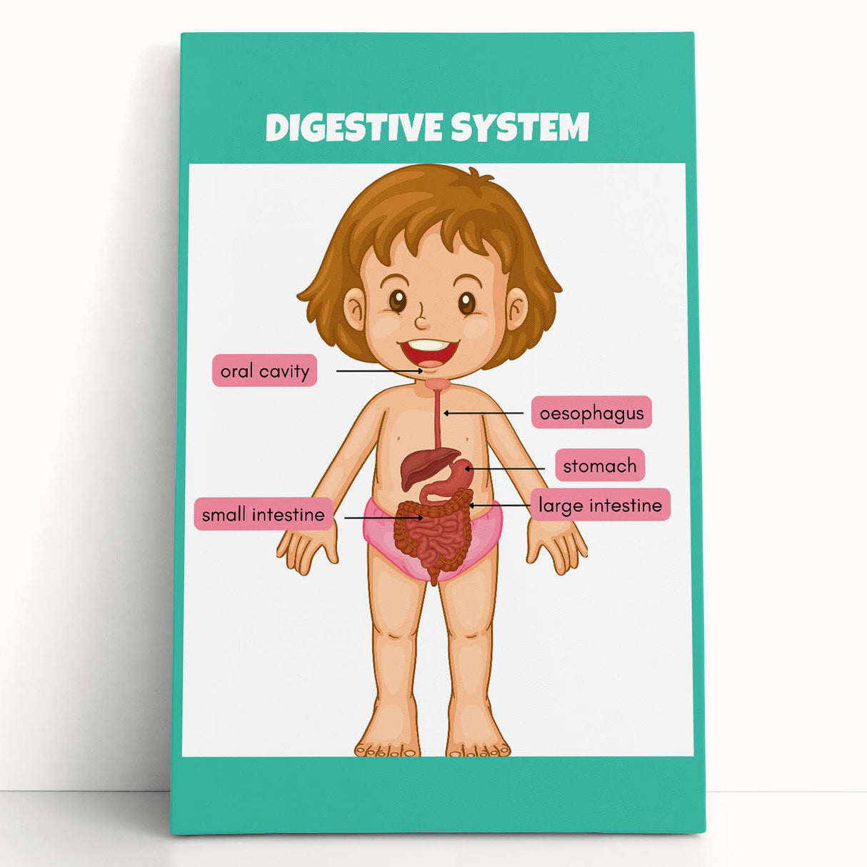 STEM Learning Wall Art - Digestive System Educational Chart