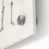 Romanticism Art: Human Skeleton Anatomical Illustration Canvas Print