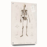 Romanticism Art: Human Skeleton Anatomical Illustration Canvas Print