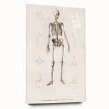 Romanticism Art: Human Skeleton Anatomical Illustration Canvas Print